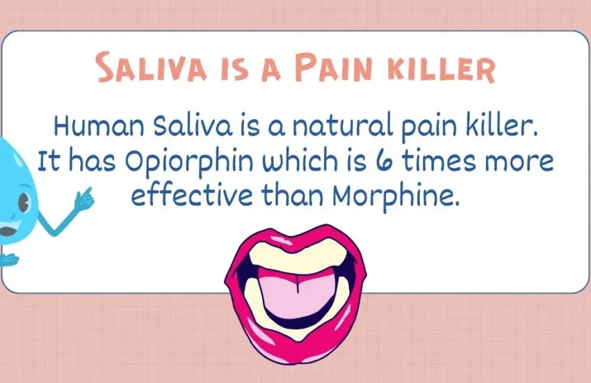 saliva-painkiller