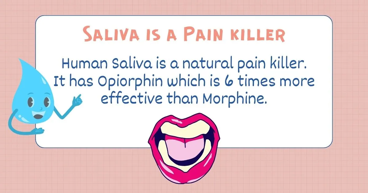 Unveiling Opiorphin Human Saliva's Potent Natural Painkiller DenFacts
