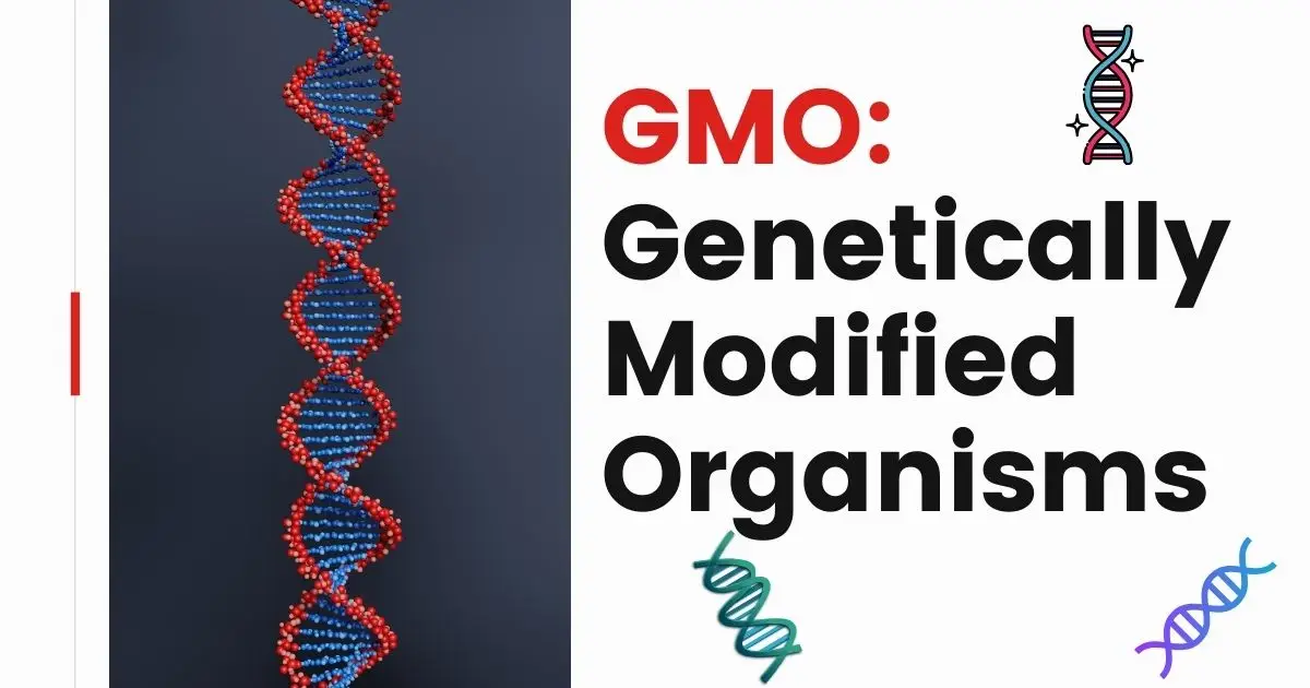 GMO: An Exploration of Genetically Modified Organisms