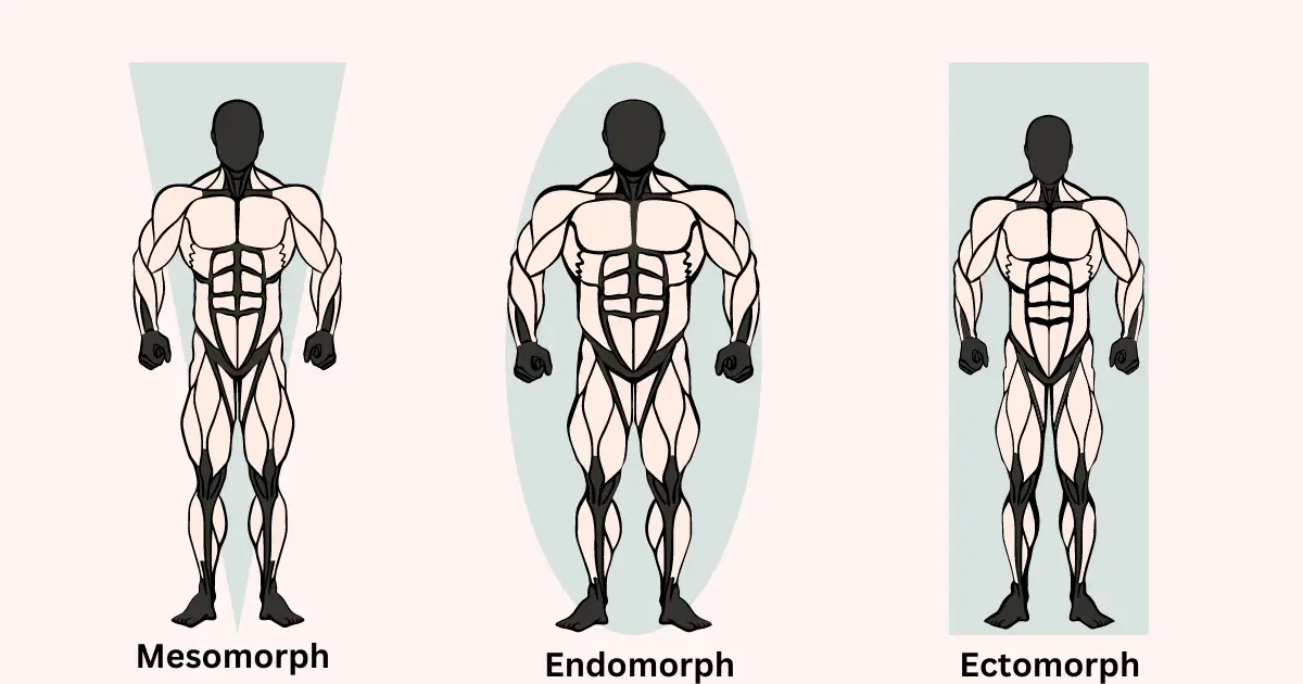 Body Types: Exploring the Spectrum