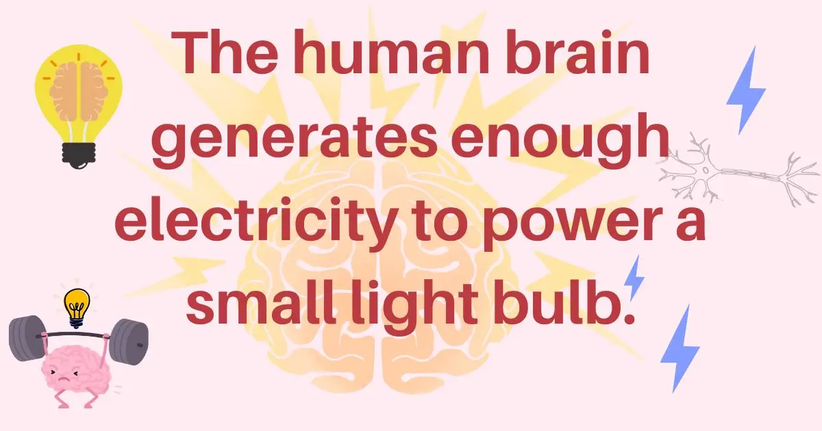 Brain Power: Illuminating the Mystery of Electricity and Thought