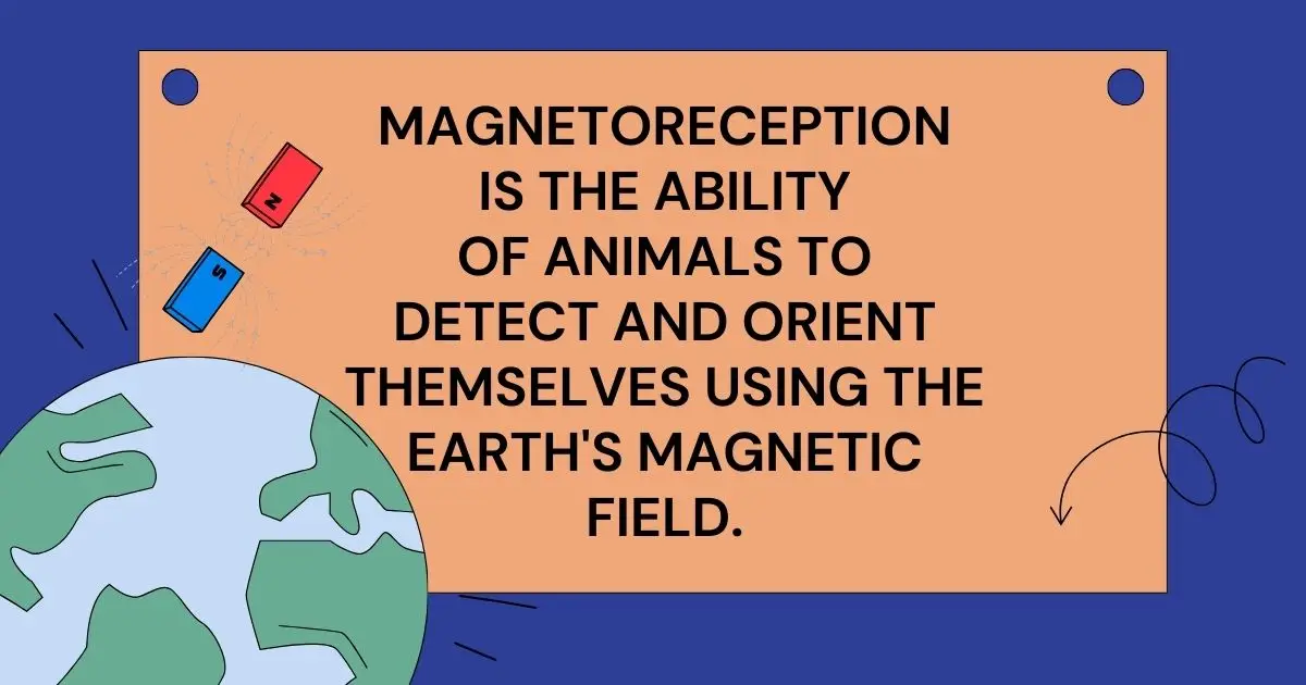 magnetoreception