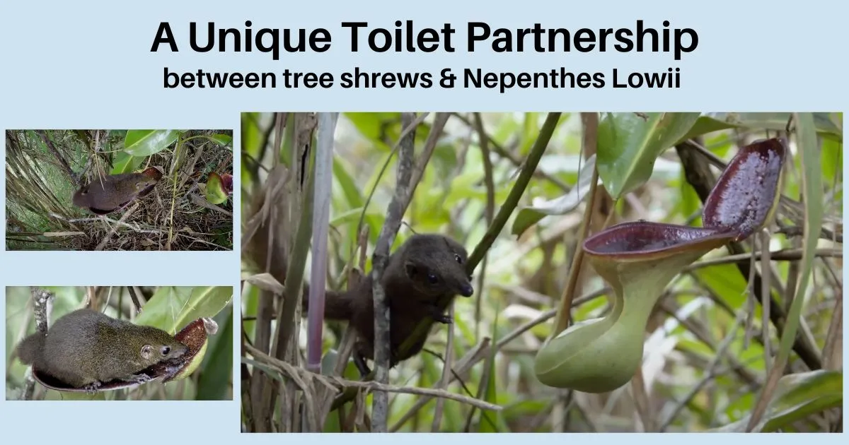 Tree Shrew and Nepenthes Lowii:A Unique Toilet Partnership