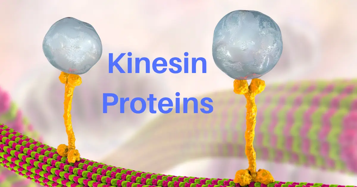 Kinesin: The Microscopic Mover and Shaker