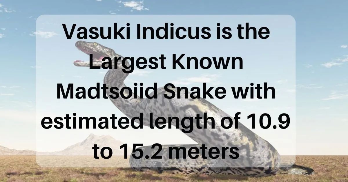 Vasuki Indicus: The Largest Known Madtsoiid Snake